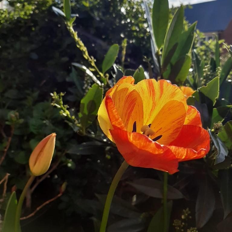 orange petals Short Term Psychotherapy | Stratford-upon-Avon | Revel Phoenix